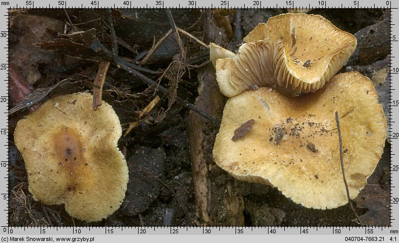 Inocybe auricoma (strzępiak złotowłosy)