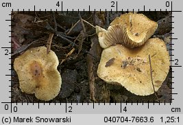 Inocybe auricoma (strzępiak złotowłosy)