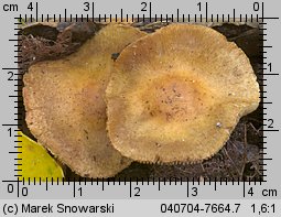 Inocybe auricoma (strzępiak złotowłosy)