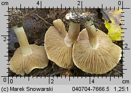 Inocybe auricoma (strzępiak złotowłosy)