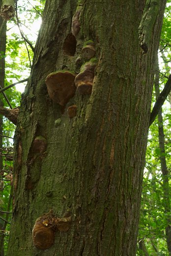 Fomitiporia robusta (guzoczyrka dębowa)