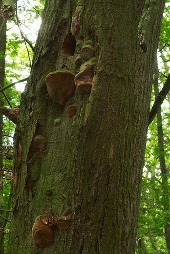 Fomitiporia robusta (guzoczyrka dębowa)