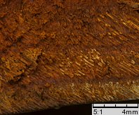 Fomitiporia robusta (guzoczyrka dębowa)