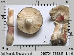 Unidentified-Russula