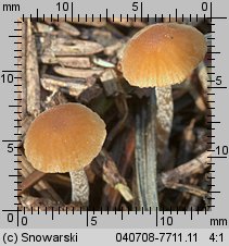 Unidentified-Cortinarius