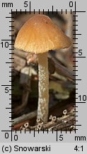 Unidentified-Cortinarius