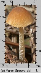 Unidentified-Cortinarius