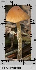 Unidentified-Cortinarius