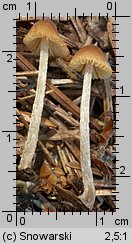 Unidentified-Cortinarius