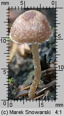 Unidentified-Cortinarius