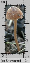 Unidentified-Cortinarius