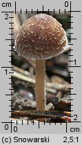 Unidentified-Cortinarius