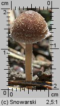 Unidentified-Cortinarius