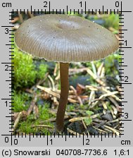 Unidentified-Cortinarius