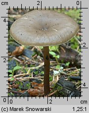 Unidentified-Cortinarius