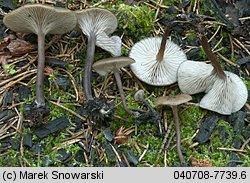 Unidentified-Cortinarius