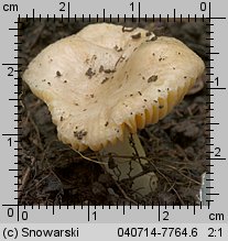 Unidentified-Russula