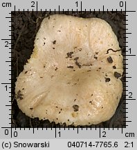 Unidentified-Russula