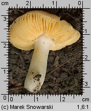 Unidentified-Russula