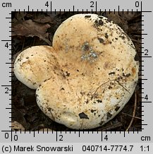 Lactifluus glaucescens (mleczajowiec zieleniejący)