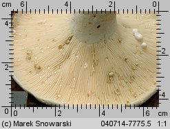 Lactifluus glaucescens (mleczajowiec zieleniejący)