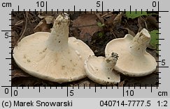 Lactifluus glaucescens (mleczajowiec zieleniejący)