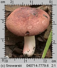 Unidentified-Russula