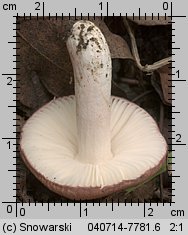 Unidentified-Russula