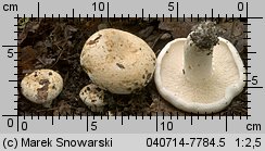 Lactifluus glaucescens (mleczajowiec zieleniejący)