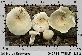 Unidentified-Russula