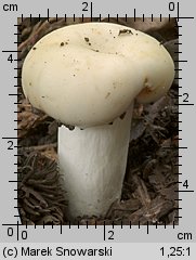 Unidentified-Russula