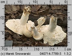 Unidentified-Russula