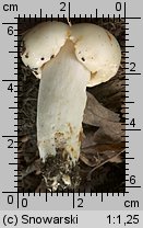 Unidentified-Russula