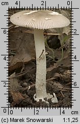 Unidentified-Agaricus-etc (niezidentyfikowane)