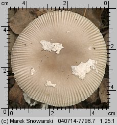 Unidentified-Agaricus-etc (niezidentyfikowane)