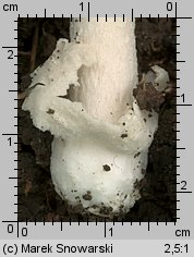 Unidentified-Agaricus-etc (niezidentyfikowane)