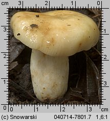 Unidentified-Russula