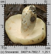 Unidentified-Russula