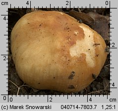 Unidentified-Russula