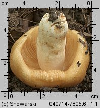 Unidentified-Russula