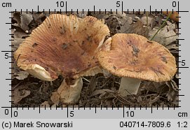 Unidentified-Russula