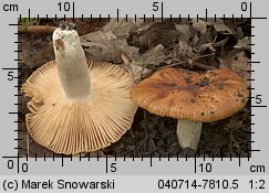 Unidentified-Russula