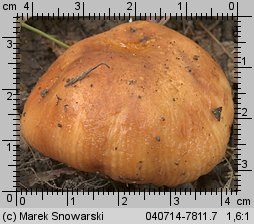 Unidentified-Russula