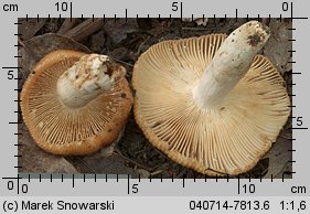 Unidentified-Russula