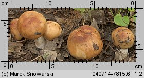 Unidentified-Russula