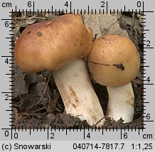 Unidentified-Russula