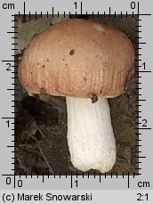 Unidentified-Russula