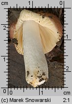 Unidentified-Russula