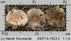 Unidentified-Russula