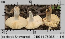 Unidentified-Russula